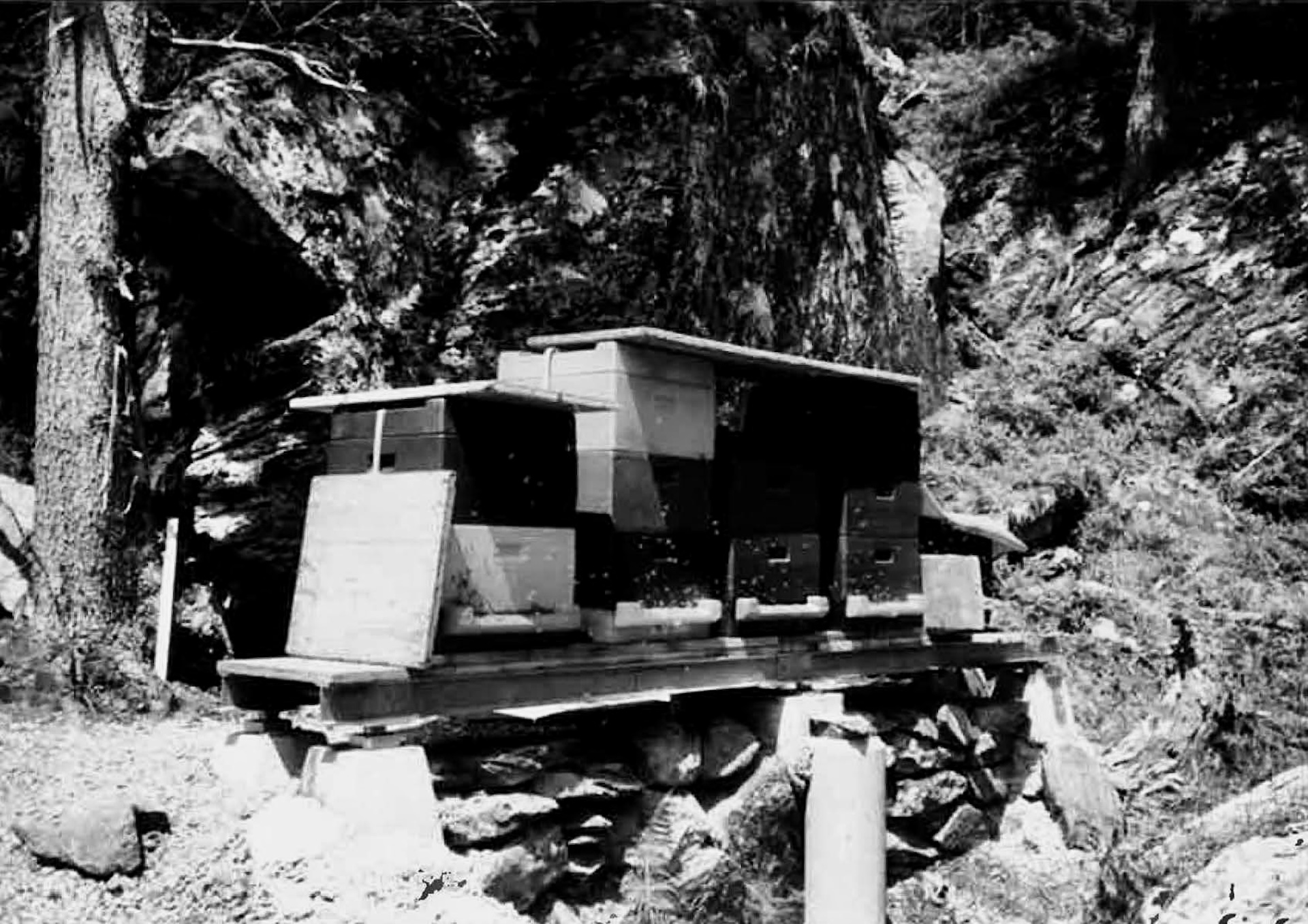 Heidihonig Standort Berg